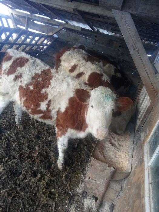 Vând 5 viței Bălțați