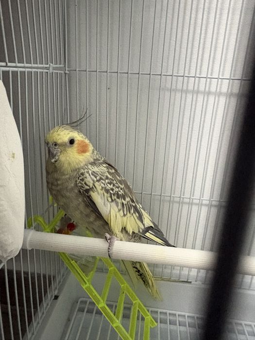 Vand nimfa  vine impreuna cu cusca si mancare. Bland la mana nu ma mai pot ocupa de el