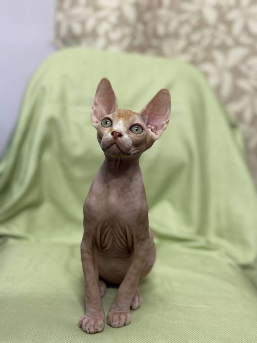 Продаются котята сфинкс