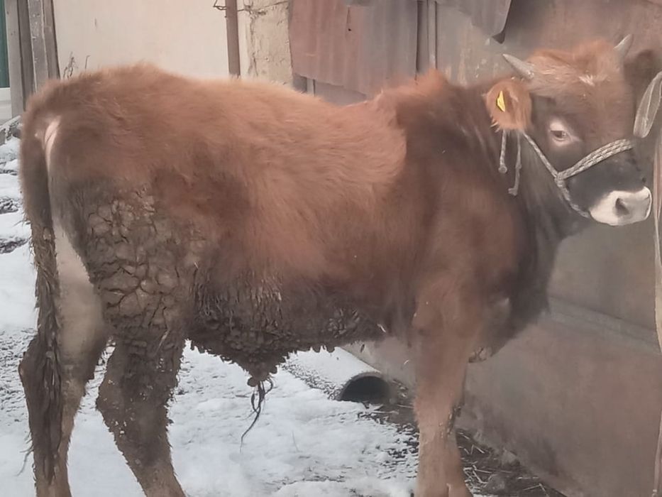 Продам бычка бычок