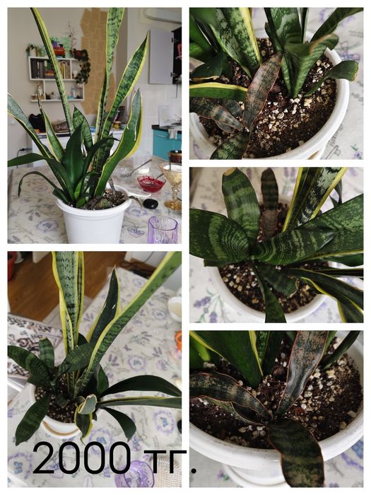 Фикусы, сансевьеры