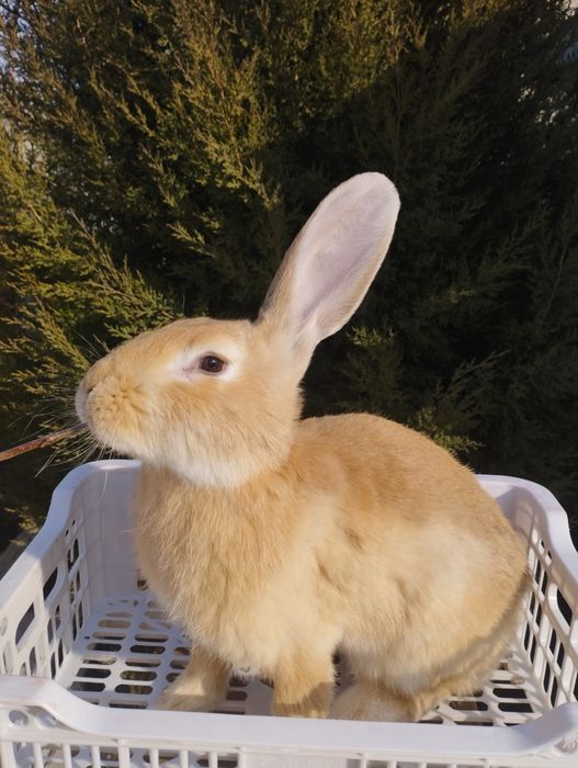 Продаются кролики