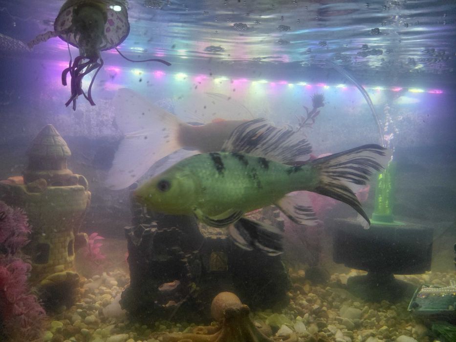 Продам рыбок карп кои