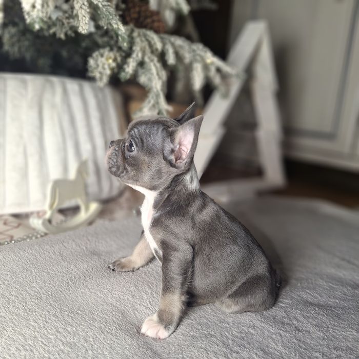 Девочки французского бульдога