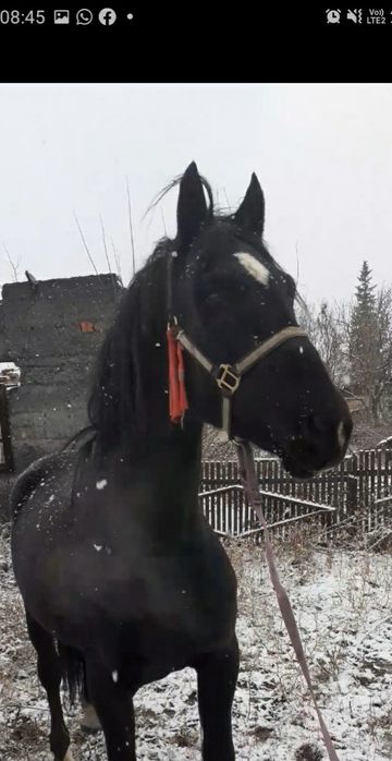 Орловский жирибец .6 лет .