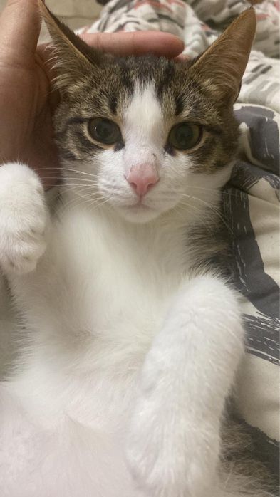 Котенок в добрые ручки