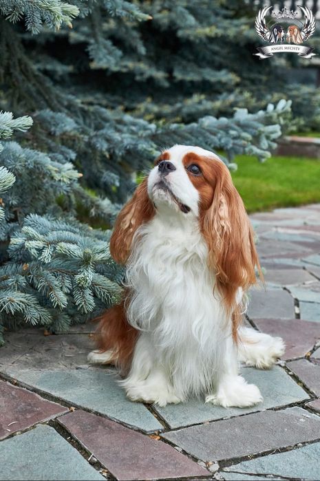 Кавалер Кинг Чарльз Спаниель