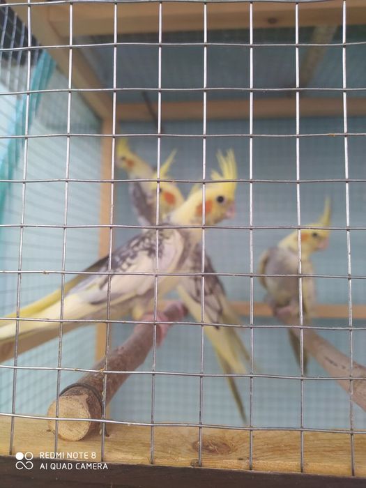 Продам корел