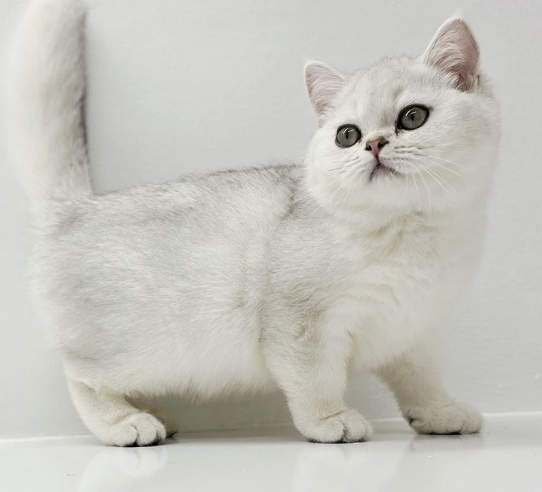 Котик  БриТансКий сереБро шинШилла