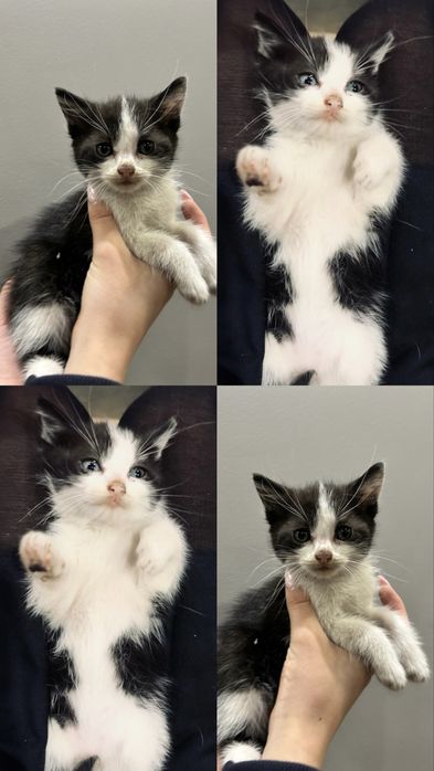 Подарявам котенца на 2 месеца