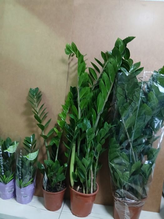 Долларовое дерево Замиакулькас