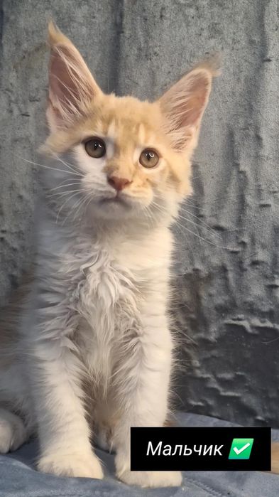 Котята в рассрочку