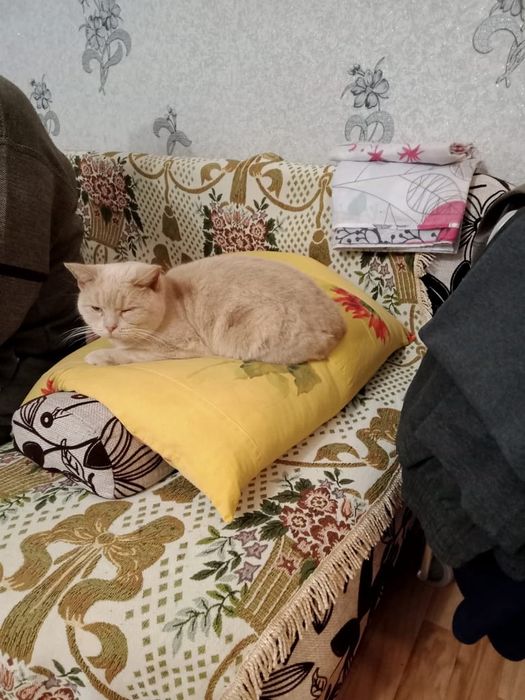 Отдам котика бесплатно.