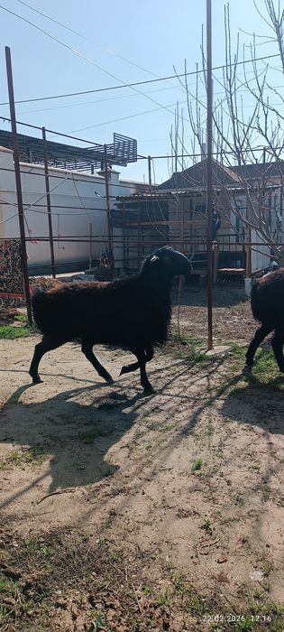 Кошкарлар сатылады