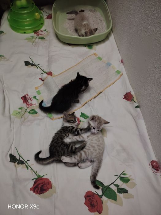 Продаётся Бенгальские Котята