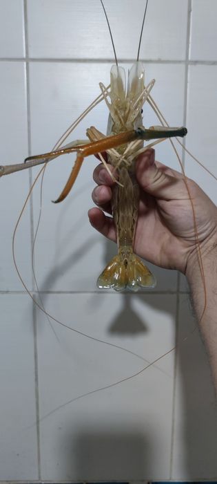 Креветки Розенберг