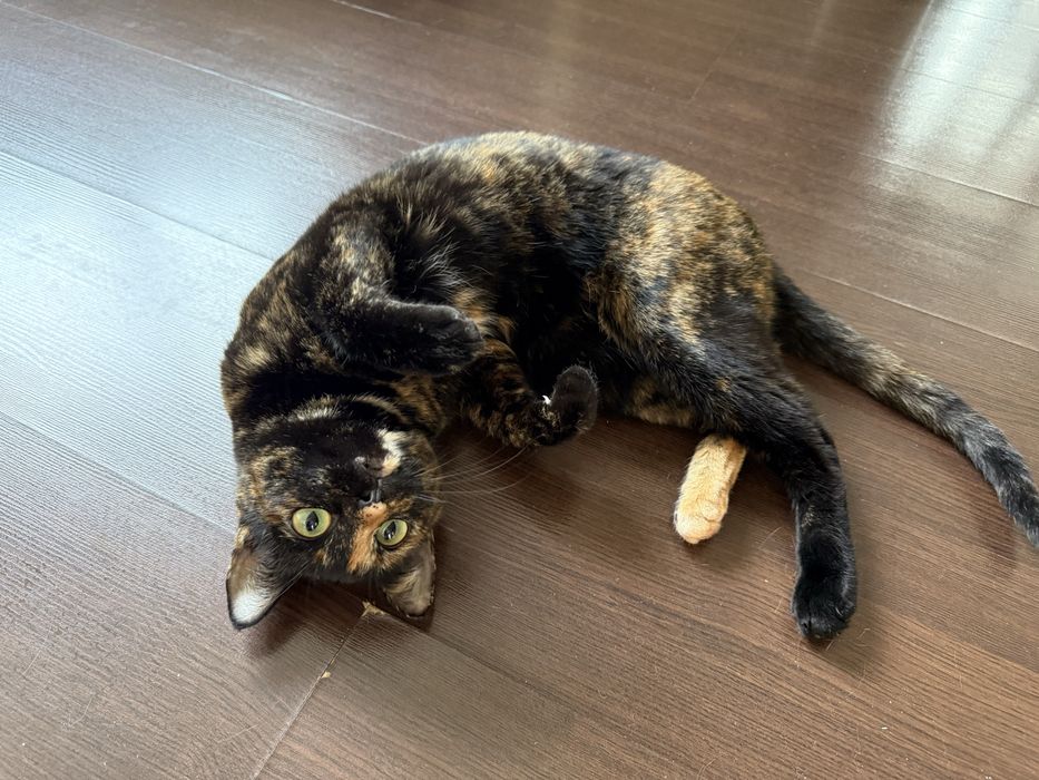 Кошечка Марфуся ищет дом
