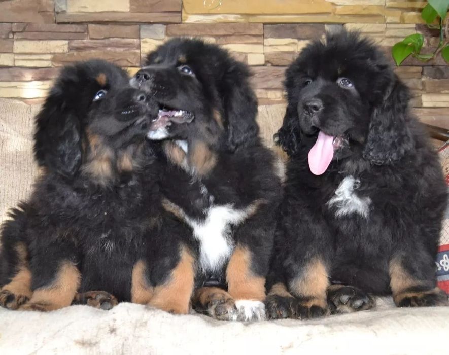 Щенки Тибетского Мастифа