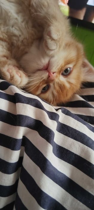 Златни чинчили шотландски котенца