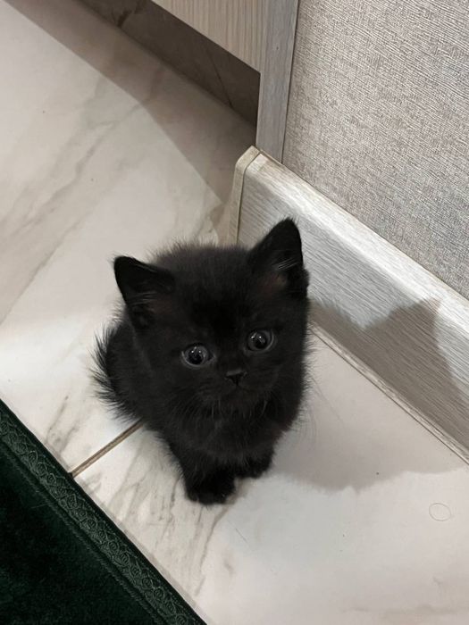 Даром Британские шиншиллы