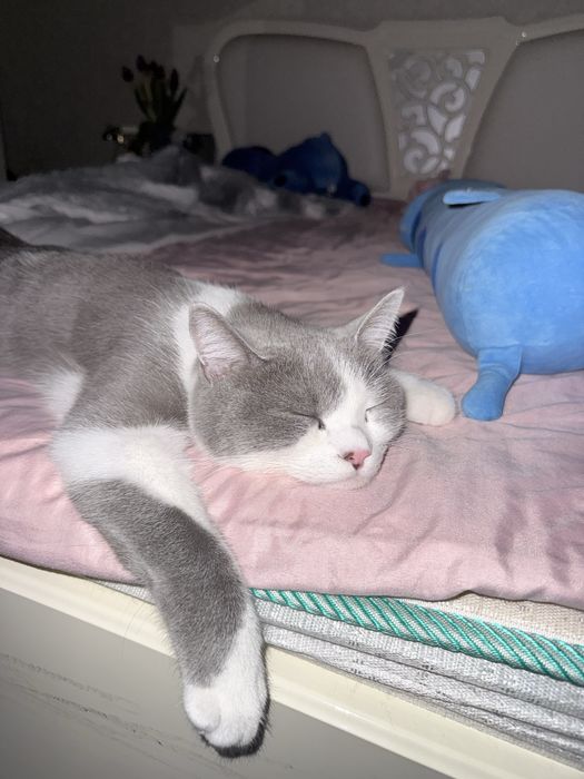 Кошка по имени Лео