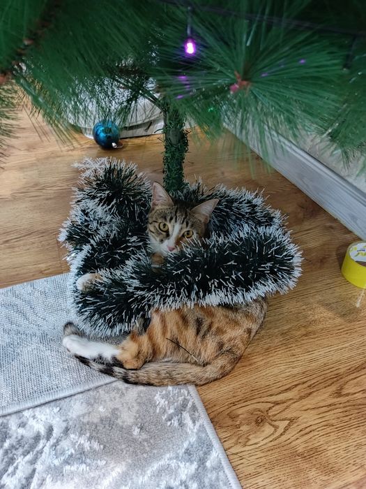 Кошка даром 1 год