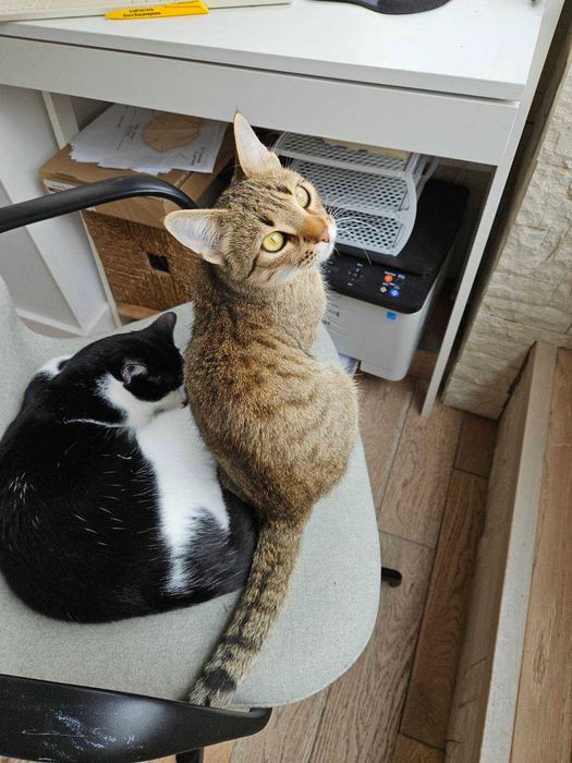 подарявам котенце