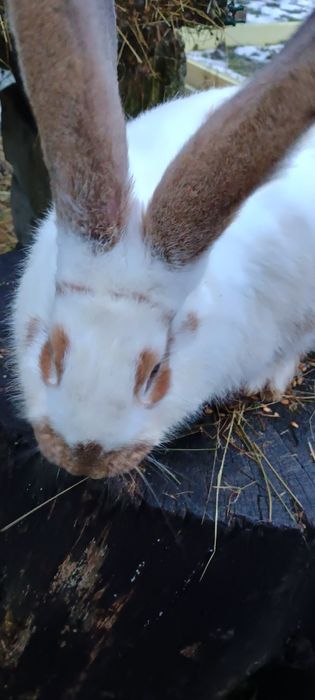 Iepuri metis belgian/fluture