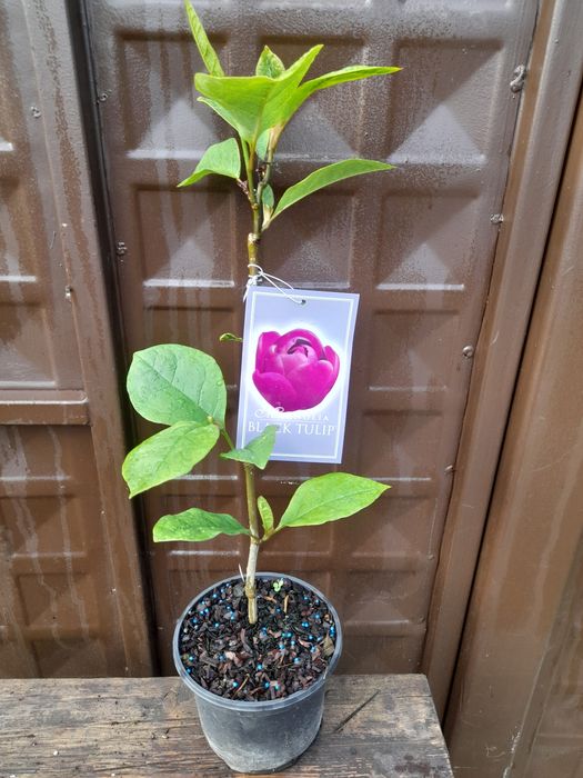 Магнолия “Черно Лале 90-100см