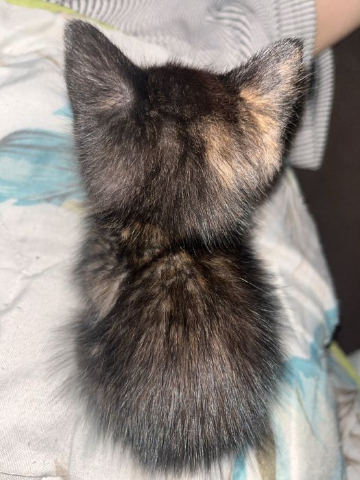 СРОЧНО! Котенок в добрые руки! Девочка