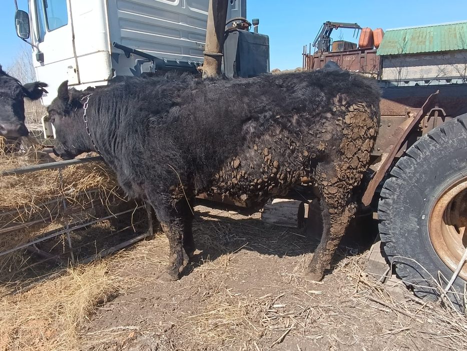 Продам быка Ангус