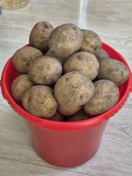 Продам картофель домашний
