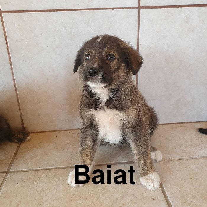 Donez catelusi de rasa comuna