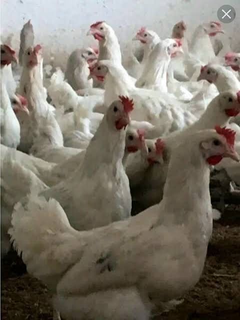 Куры несушки королл ник
