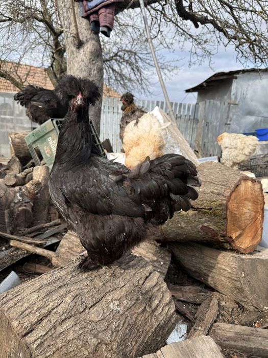 Vand sau schimb gaini motate incaltate barboase golase