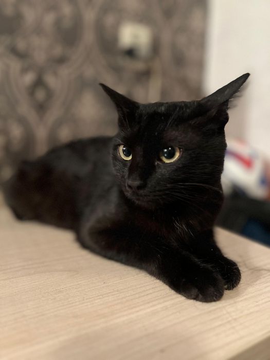 Ищем добрых людей