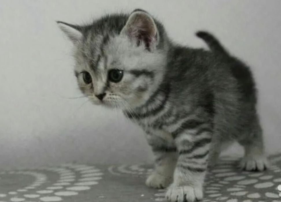 Котята фолд и страйк