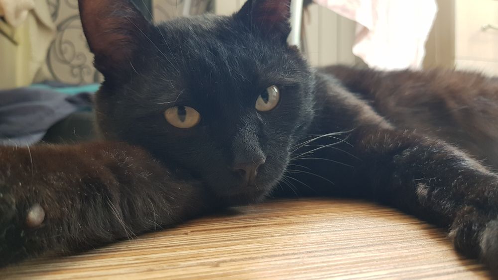 стерилизованный кот