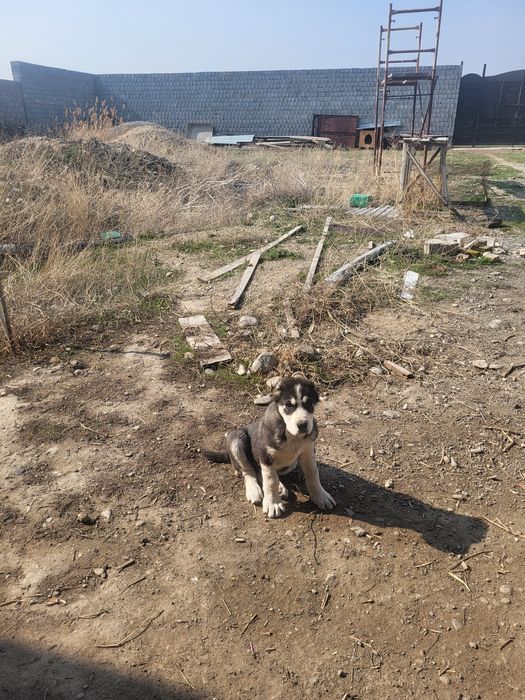 Парода Төбет күшігі