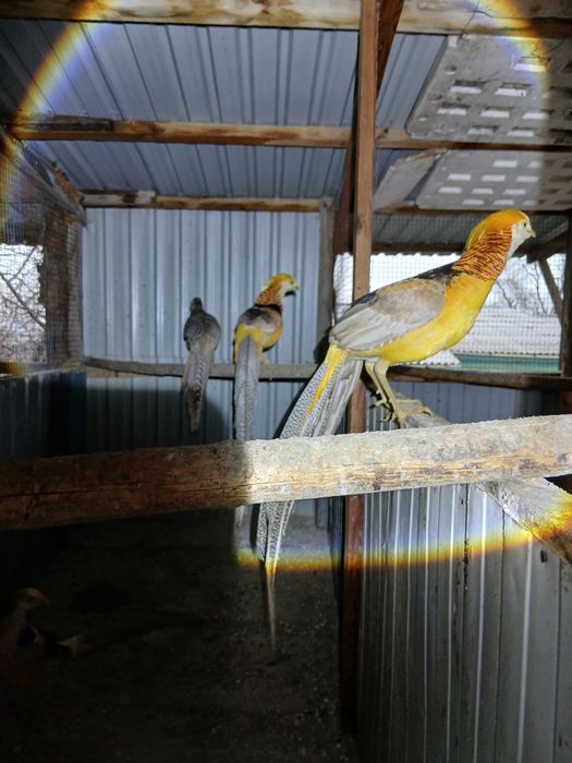 Лимонные фазаны.