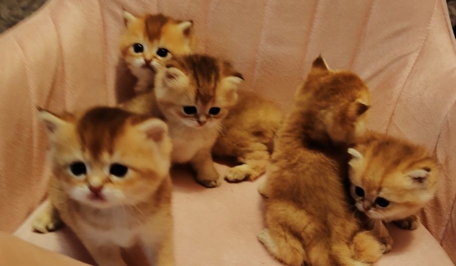 Котята Шиншиллы золото