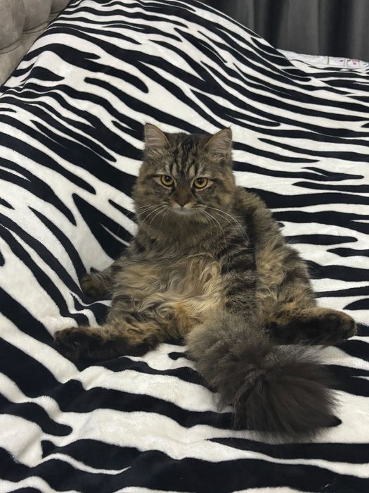 отдам пушу в добрые руки