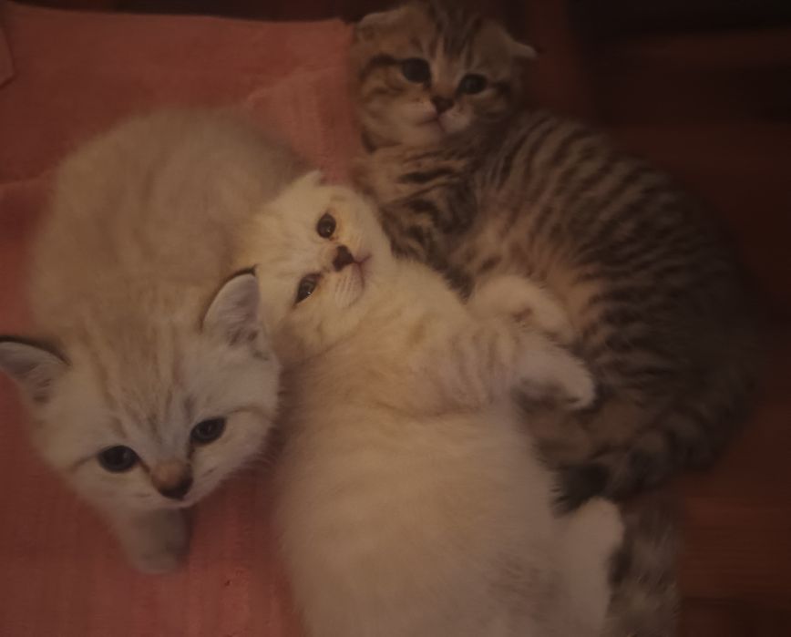 Чистокровные британцы котята