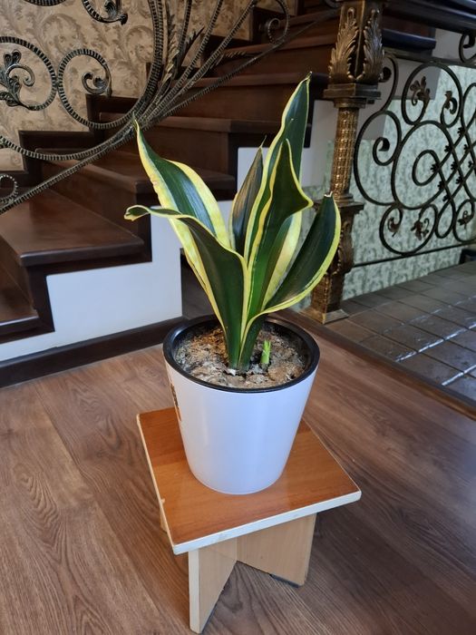 Сансевьера. Цветы для дома и офиса