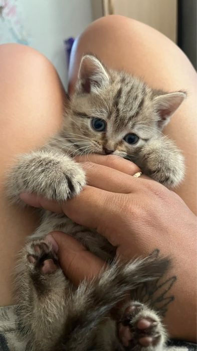 Котята британцы девочки
