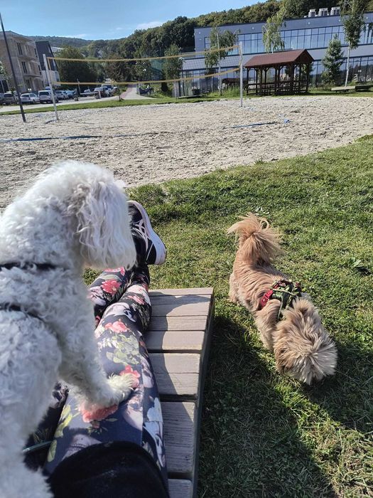 Ingrijire si cazare caini adulti de talie mica, pet sitting