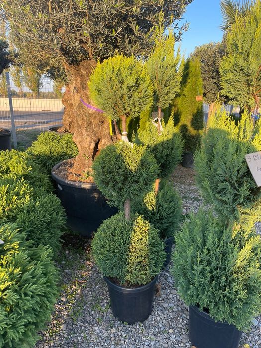 Pon pon de calitate superioara