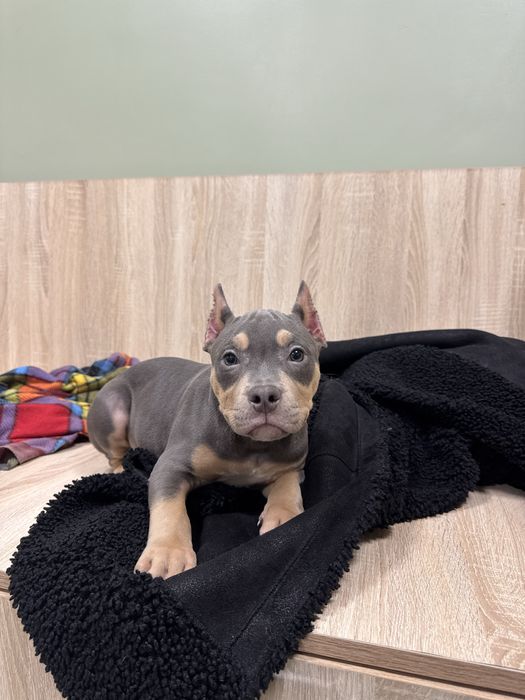 Американский булли щенки