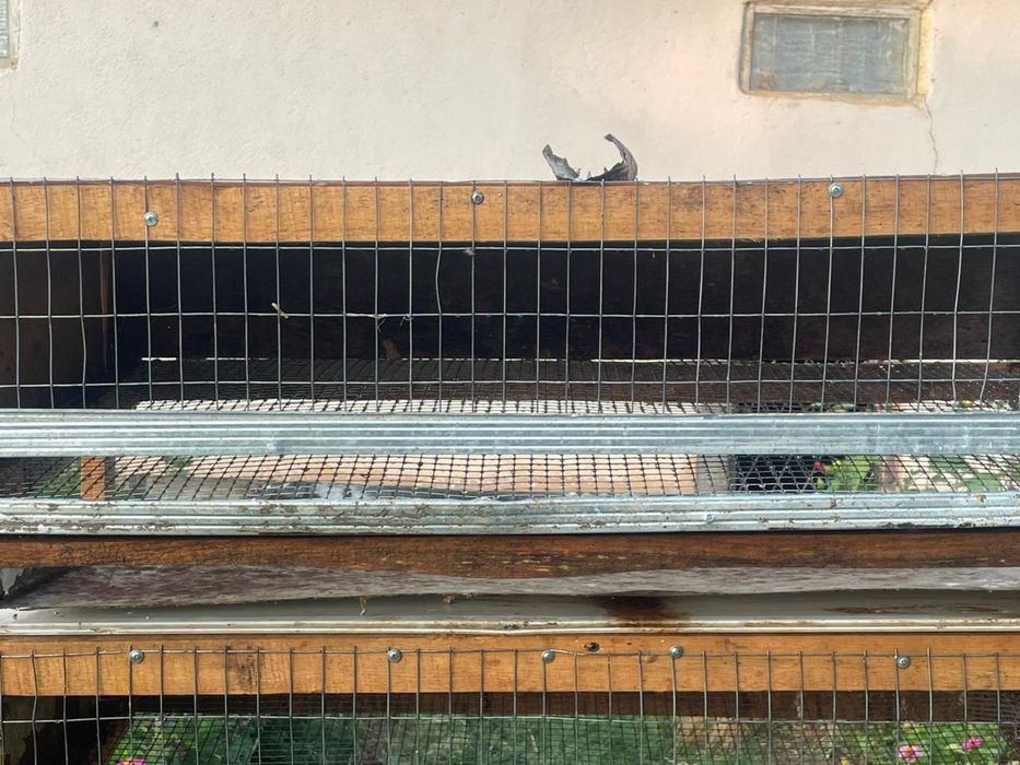 Бодене кора бу/у