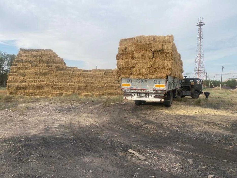 Солома, солома пшеничная в тюках.